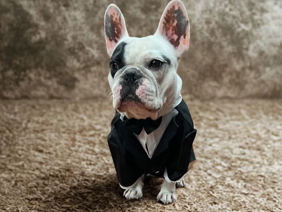Spike, NIMA's Licensed Service Animal & Wellness Companion
